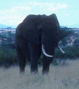 Elephant-m-Samburu81